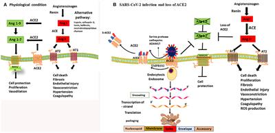 ACE2, Much More Than Just a Receptor for SARS-COV-2